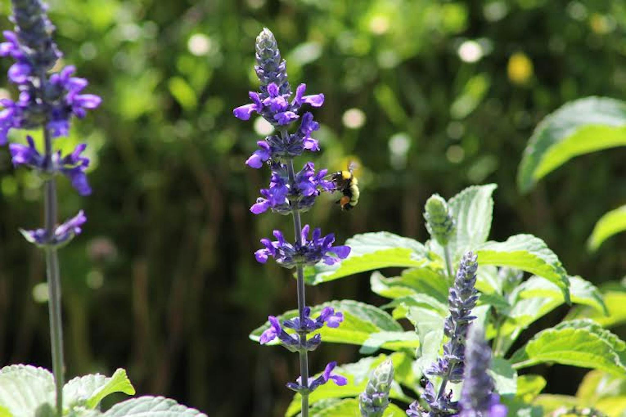 Lavender Flower in Selective Blur Photography