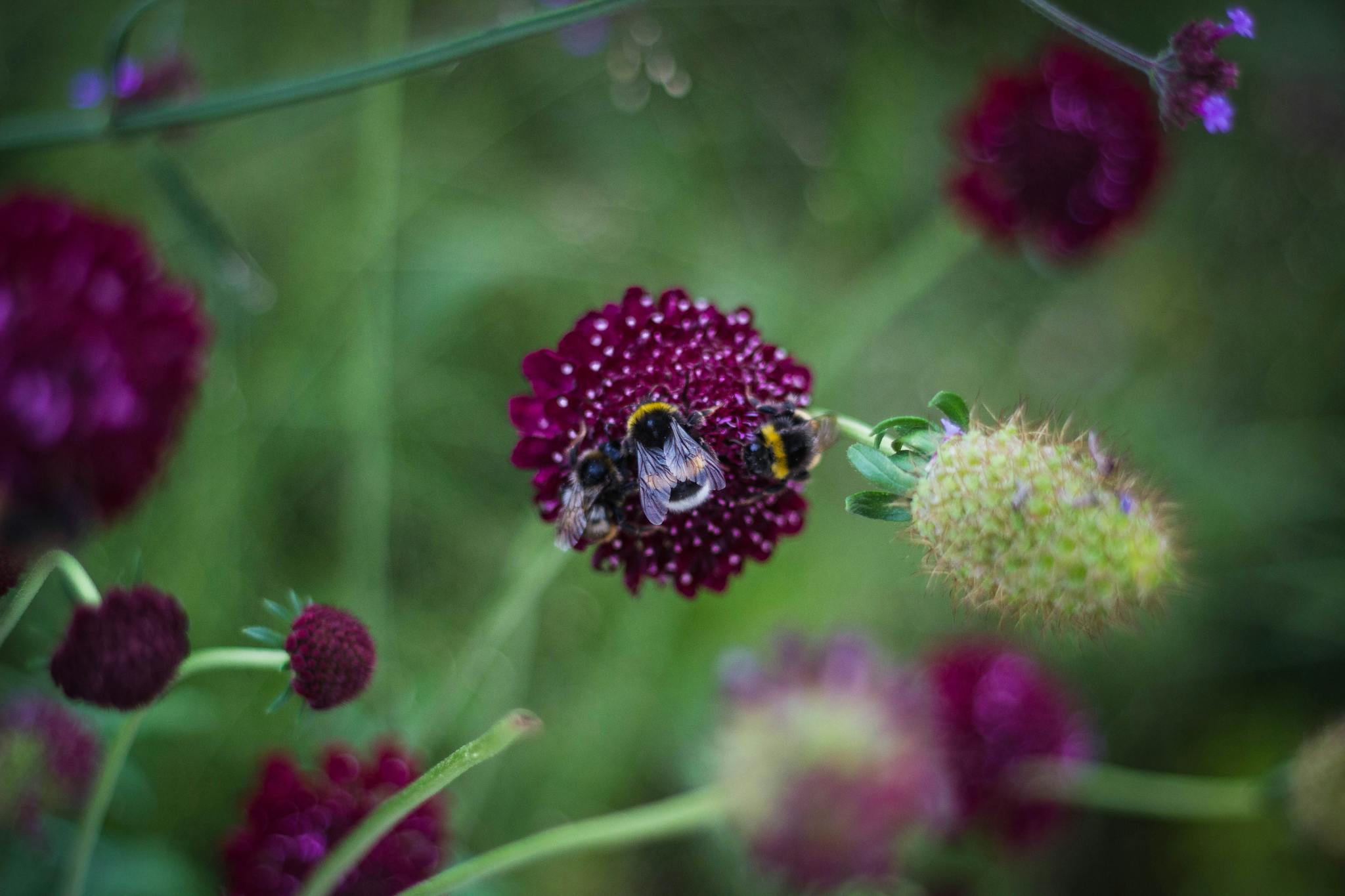 Shallow Focus Photography of Three Bees on Purple Flower